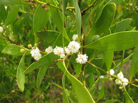 Acacia Melanoxylon Plantright