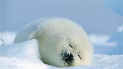 Seal Seals Wallpapers Animals Sleeping Resolution Backgrounds