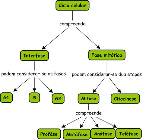 Fases Del Ciclo Celular Mapa Conceptual Docsity Kultu Vrogue Co
