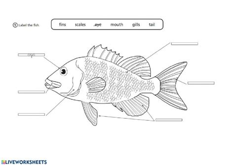 Fish cheeks answer key pdf commonlit | start studying fish cheeks answers. Fish Parts worksheet