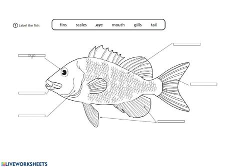 My relatives murmured with pleasure when my mother brought out the whole steamed fish. Fish Parts worksheet