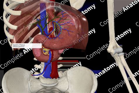 Gastric Plexus Complete Anatomy
