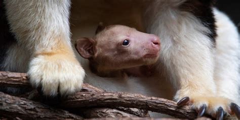Families Visiting Bronx Zoo Have Amazing Sight To See Rare Baby Tree