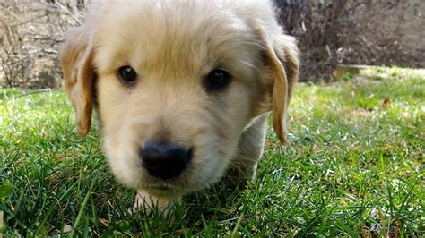 Golden retriever puppies for sale are one of the most beautiful dog breeds in the world. CUTEST Golden Retriever puppy EVER tries first creek leap ...
