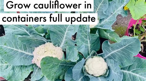 How To Grow Cauliflower At Home Youtube