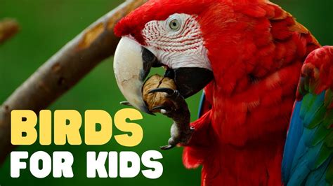 Birds For Kids Learn All About Birds In This Fun Introduction To
