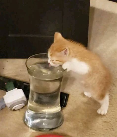 Thirsty Kitty R Kitten