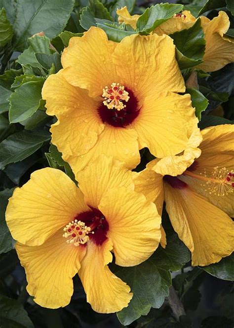 Your Complete Guide To Growing And Caring For Hibiscus