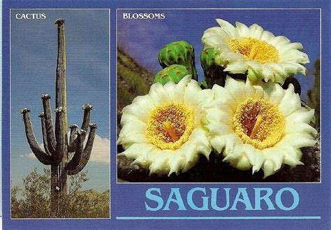Saguaro Arizonas State Flower Saguaro Cactus Blossoms Cactus And
