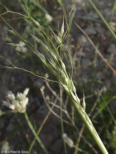 Achnatherum Hymenoides Indian Rice Grass Minnesota Wildflowers