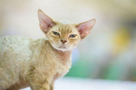 5 Amazing Long Eared Cat Breeds Wise Kitten