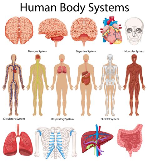 Explore the anatomy systems of the human body! Diagram showing human body systems - Download Free Vectors ...