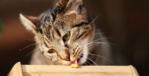 Do they get the idea from observation and personal experience? Why do cats run away after chewing food? | Healthcare for Pets