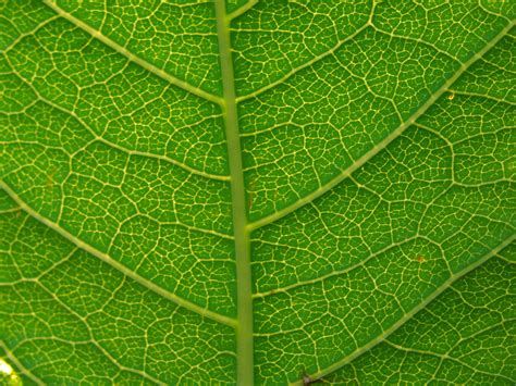 Green Leaf Close Up Green Photo 23162757 Fanpop Page 11