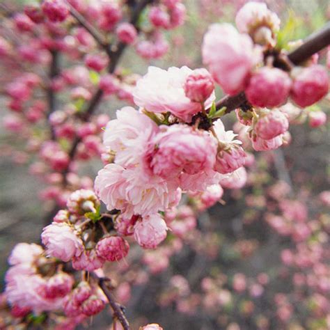 There are two types of flowering almond. Pink Flowering Almond