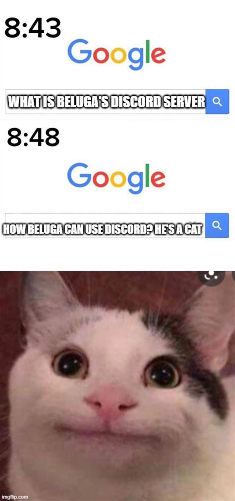22 Beluga Cat Meme Memes Feel