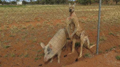 Kangaroo And Pig ‘getting It On Marvin Gaye Style Captured By Shocked
