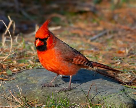 On The Rock Northern Cardinal Cardinalis Cardinalis Peac Flickr