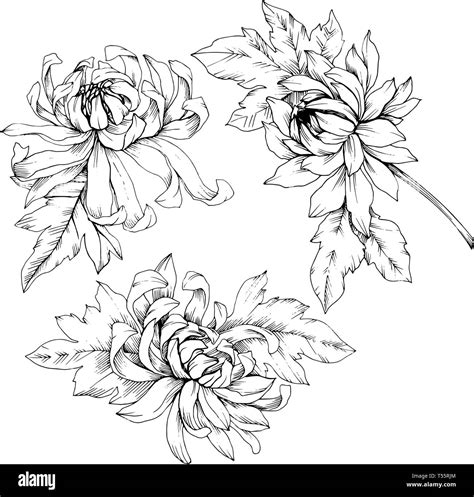 Vector Chrysanthemum Floral Botanical Flowers Black And White Engraved