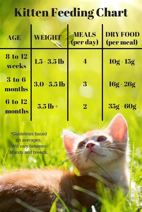 kitten weight chart in grams