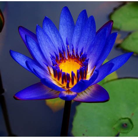 10pcs Flower Lotus Blue Water Lilies Water Featuresponds Plants