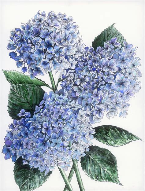 Blue Hydrangeas Painting By Alexandria Gilbert