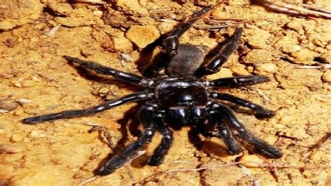 Oldest Spider In The World Dies Of Wasp Sting At 43 Education Today News