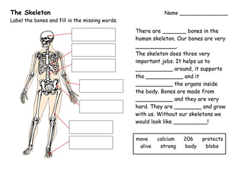The Functions Of The Human Skeleton By Misssunshine Teaching
