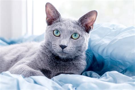 5 Things To Know About Russian Blue Cats