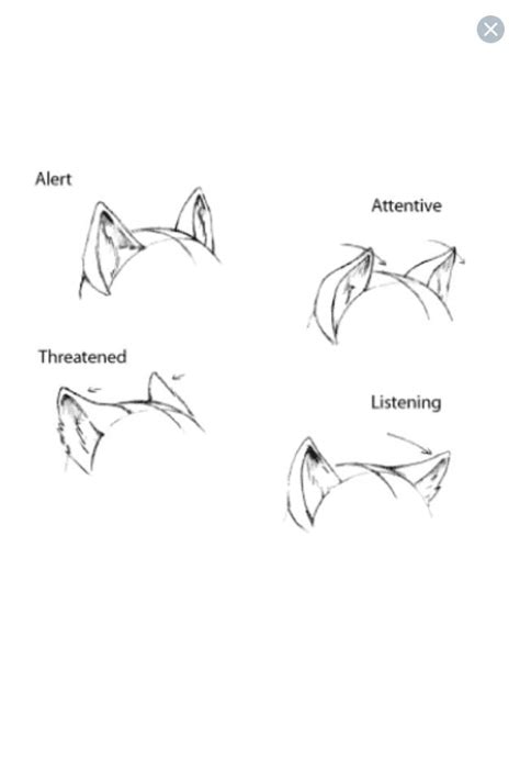Ear Expressions アニメデッサンチュートリアル 動物を描く アートリファレンス