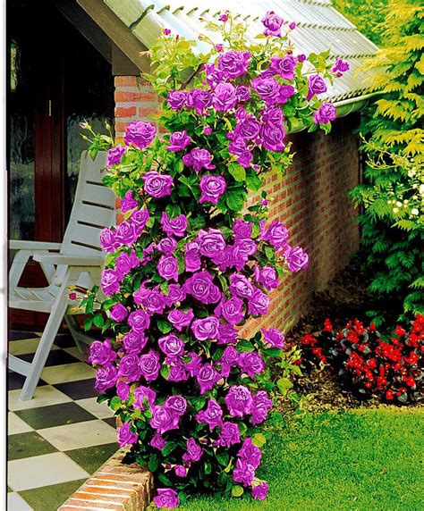 How To Grow Climbing Rose On Trellis