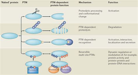 Translational Modifications G6pd Deficiency