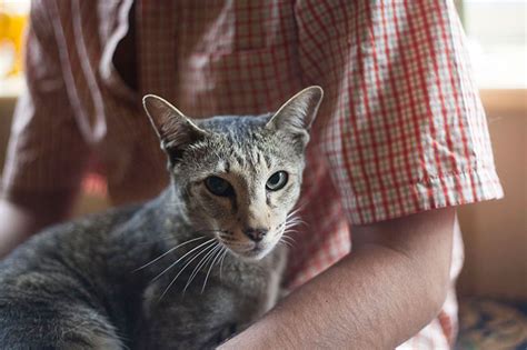 Why don't cats simply purr? Why Do Cats Purr? 12 Reasons: Some Obvious, Some Not