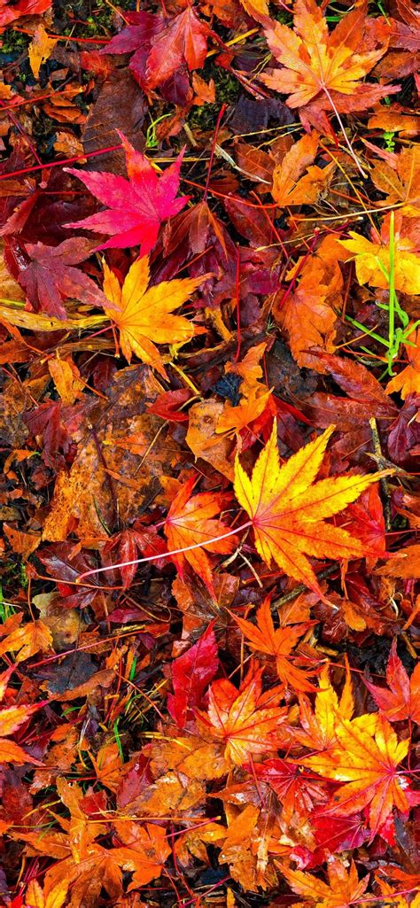 Fall Leaves Wallpapers Kolpaper Awesome Free Hd Wallpapers