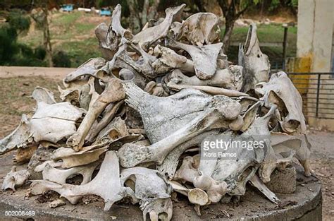 Pile Of Bones Photos And Premium High Res Pictures Getty Images