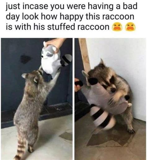 If you think you have a raccoon problem, call skedaddle humane wildlife control today. raccoon on Tumblr