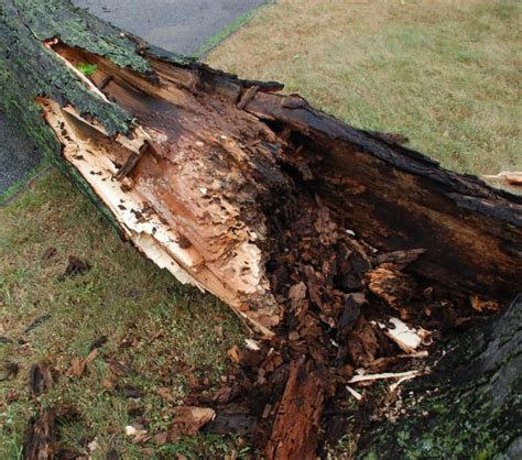 Maybe you would like to learn more about one of these? Suffolk County NY Tree Service - Tree removal Long island