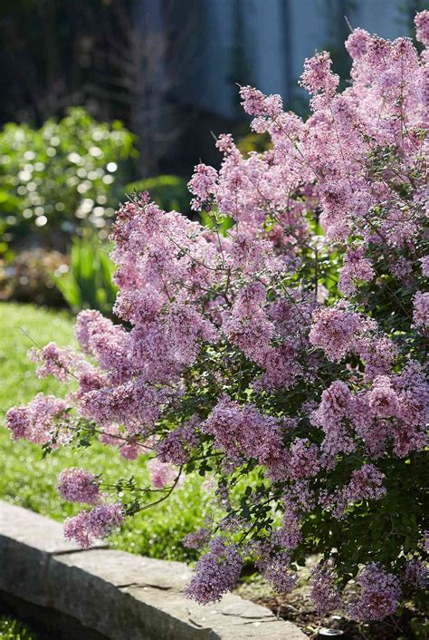 Lilacs In Bloom That Last Up To Three Seasons Better Homes And Gardens