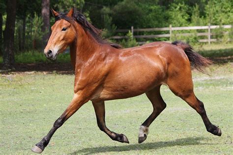 Hackney Pony Breed Guide Characteristics Health And Nutrition Mad Barn