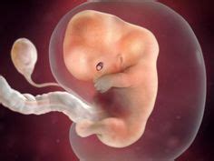 Desarrollo Embrionario