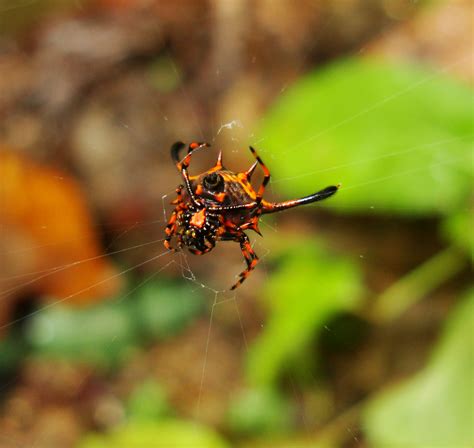 Asisbiz Philippine Garden Spiders Puerto Gallera Mindoro Oriental 01