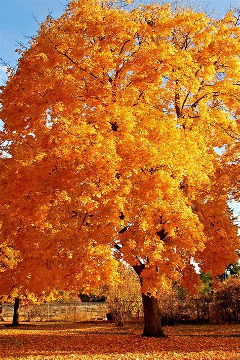 Download and use 90,000+ autumn wallpaper stock photos for free. 50+ Autumn Phone Wallpaper on WallpaperSafari