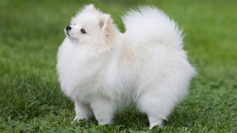 Video Watch As An Adorable Pomeranian Puppy Has Epic Sneeze Abc7 Chicago