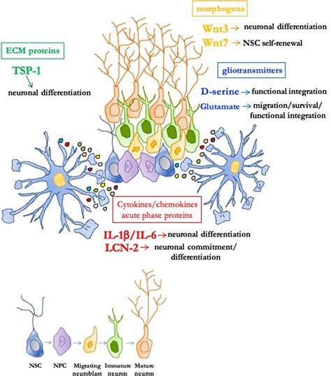 Frontiers Astrocyte Derived Paracrine Signals Relevance For