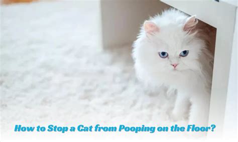 How To Stop A Cat From Pooping On The Floor Pch