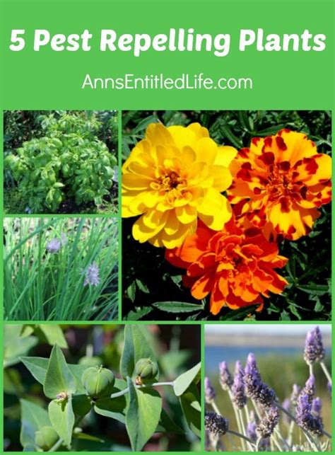 5 Pest Repelling Plants Garden Help Garden And Yard Garden Art