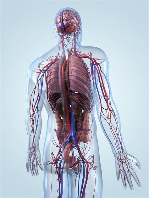 male anatomy artwork digital art by sciepro