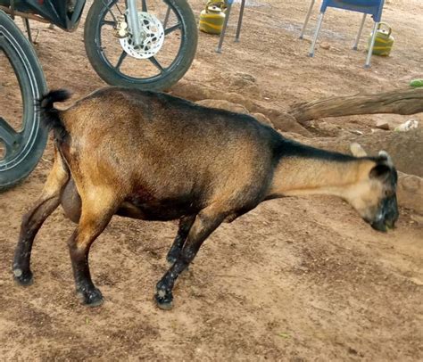 2 Farmers Arrested For Stealing Goat