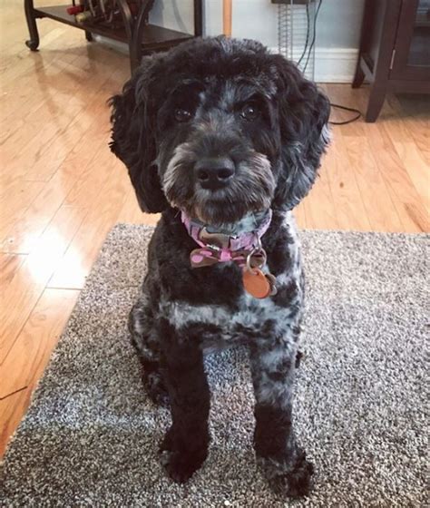 27 Best Cockapoo Haircut Pictures The Paws