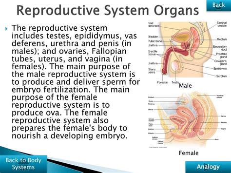 Ppt Introduction To The Human Body Powerpoint Presentation Free Download Id1878526